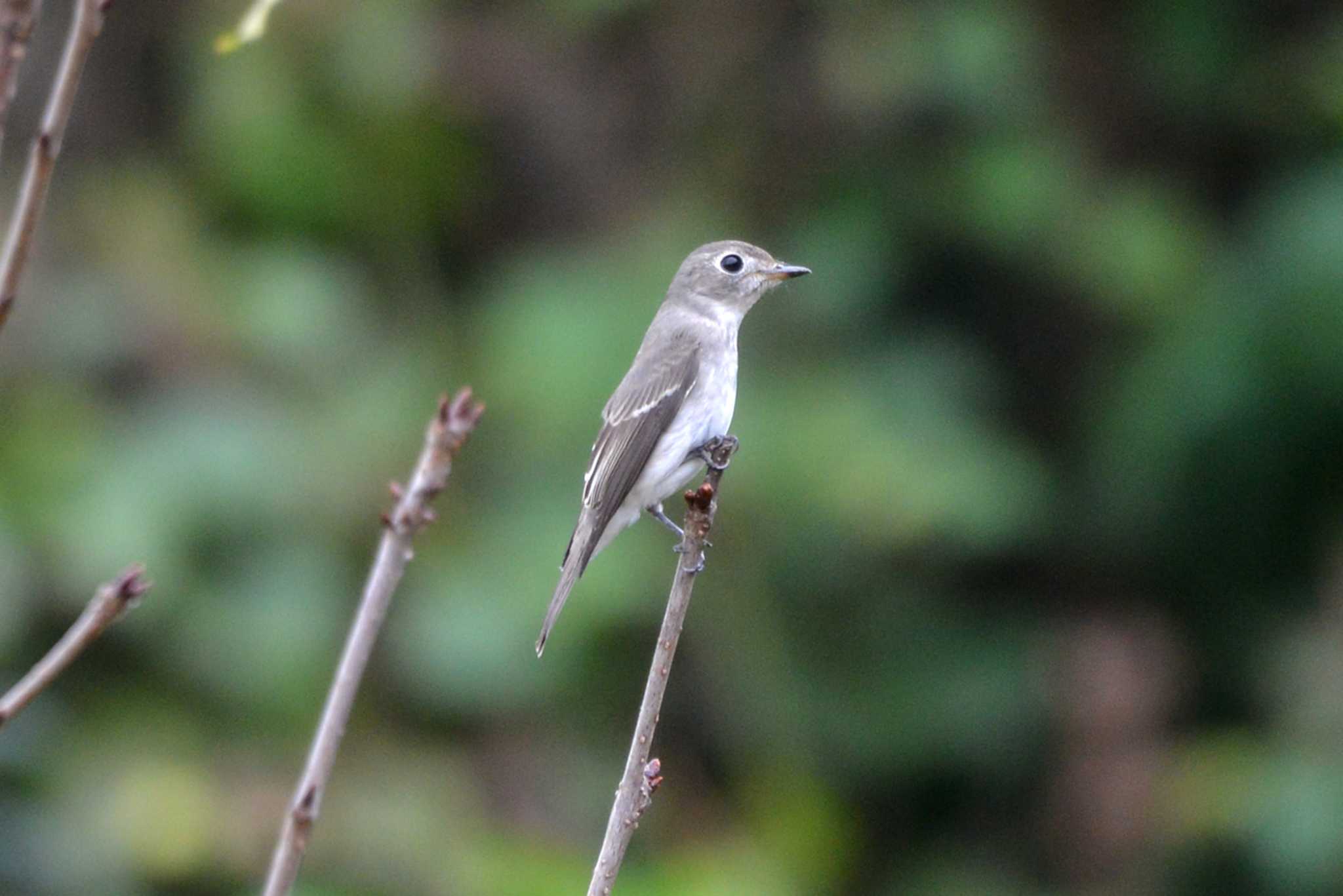 Asian Brown Flycatcher