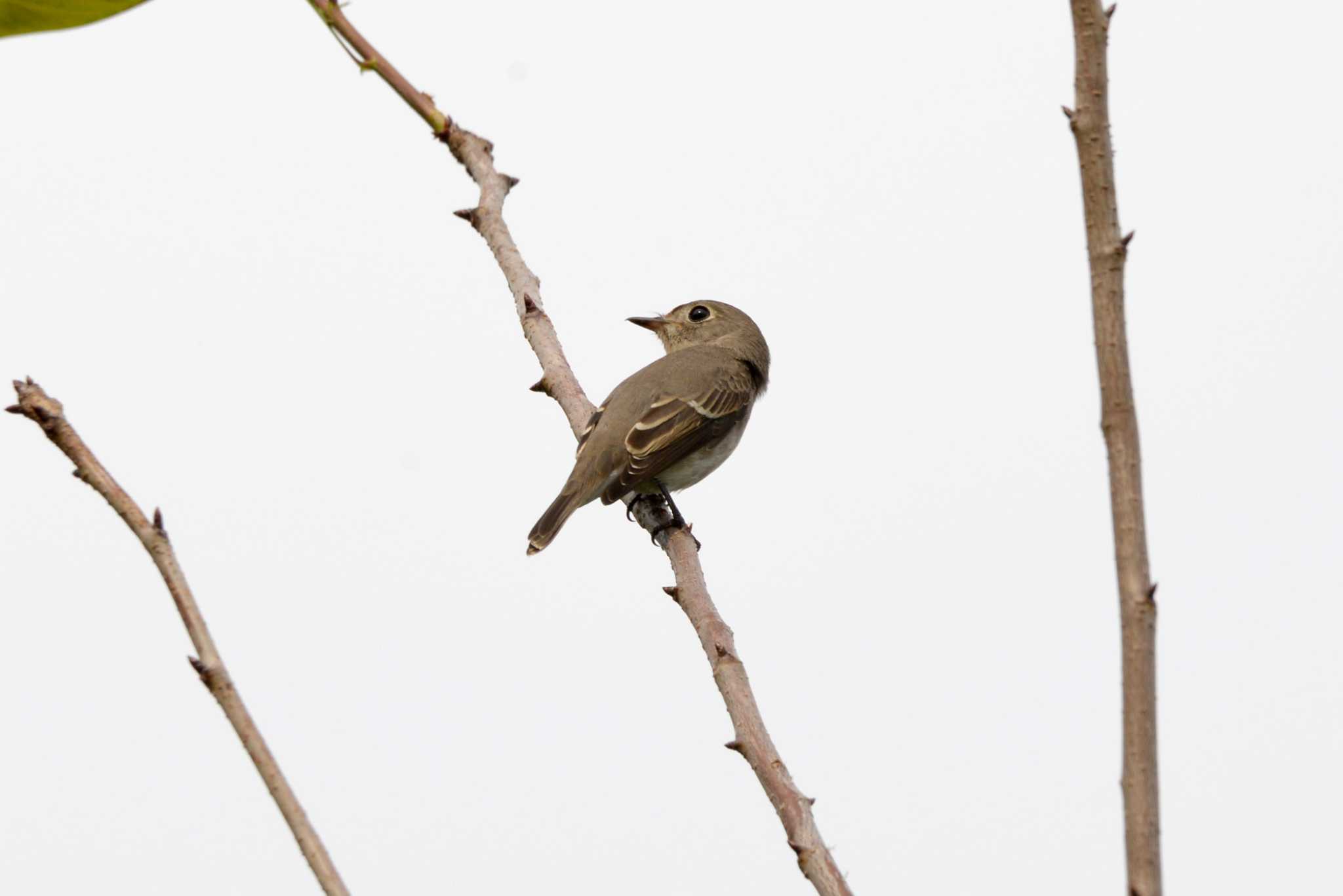 Photo of Asian Brown Flycatcher at 加木屋緑地 by ポッちゃんのパパ