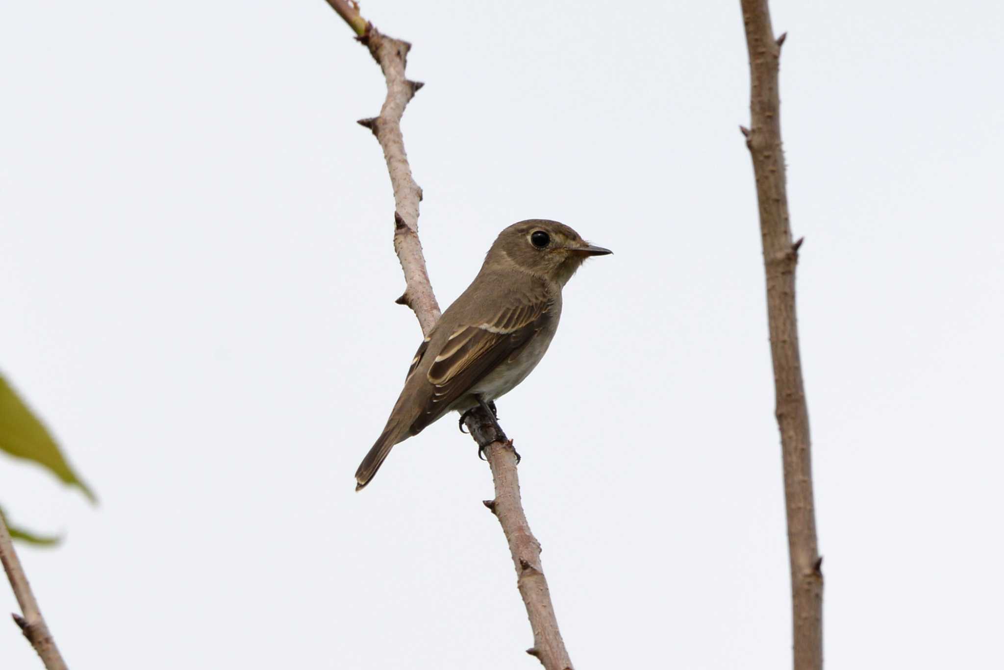 Asian Brown Flycatcher