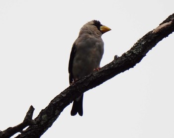 Japanese Grosbeak Unknown Spots Tue, 9/29/2020