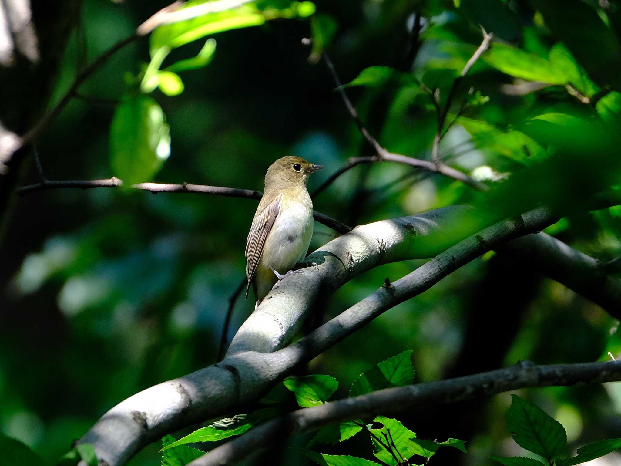 昭和記念公園 キビタキの写真