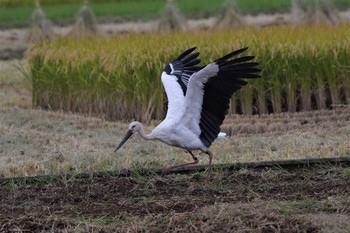 コウノトリ 渡良瀬遊水地 2020年9月29日(火)