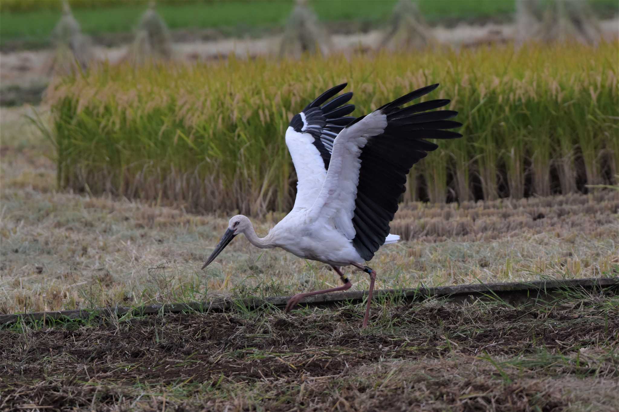 コウノトリ　ヒカル君