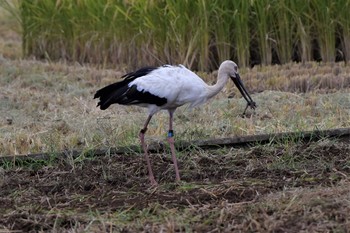 コウノトリ 渡良瀬遊水地 2020年9月29日(火)