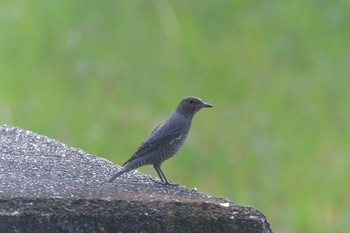 イソヒヨドリ 滋賀県希望が丘文化公園 2020年10月1日(木)