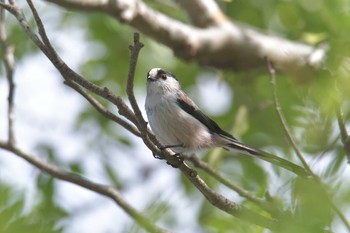 エナガ 滋賀県希望が丘文化公園 2020年10月1日(木)