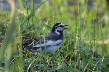 White Wagtail 神奈川県 綾瀬市 Sun, 7/3/2016