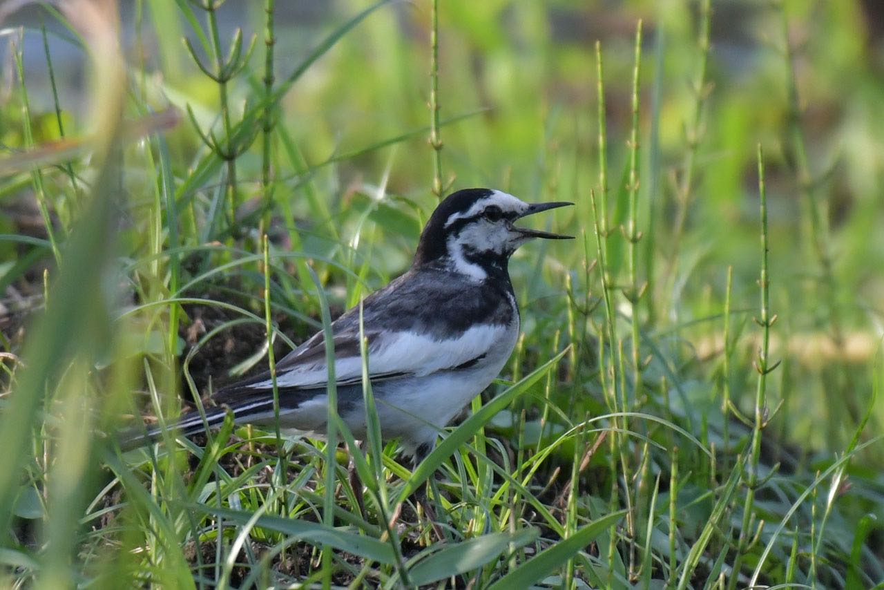 Photo of White Wagtail at 神奈川県 綾瀬市 by komezou