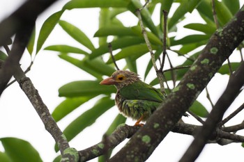 Sun, 9/27/2020 Birding report at Jurong Eco-Garden