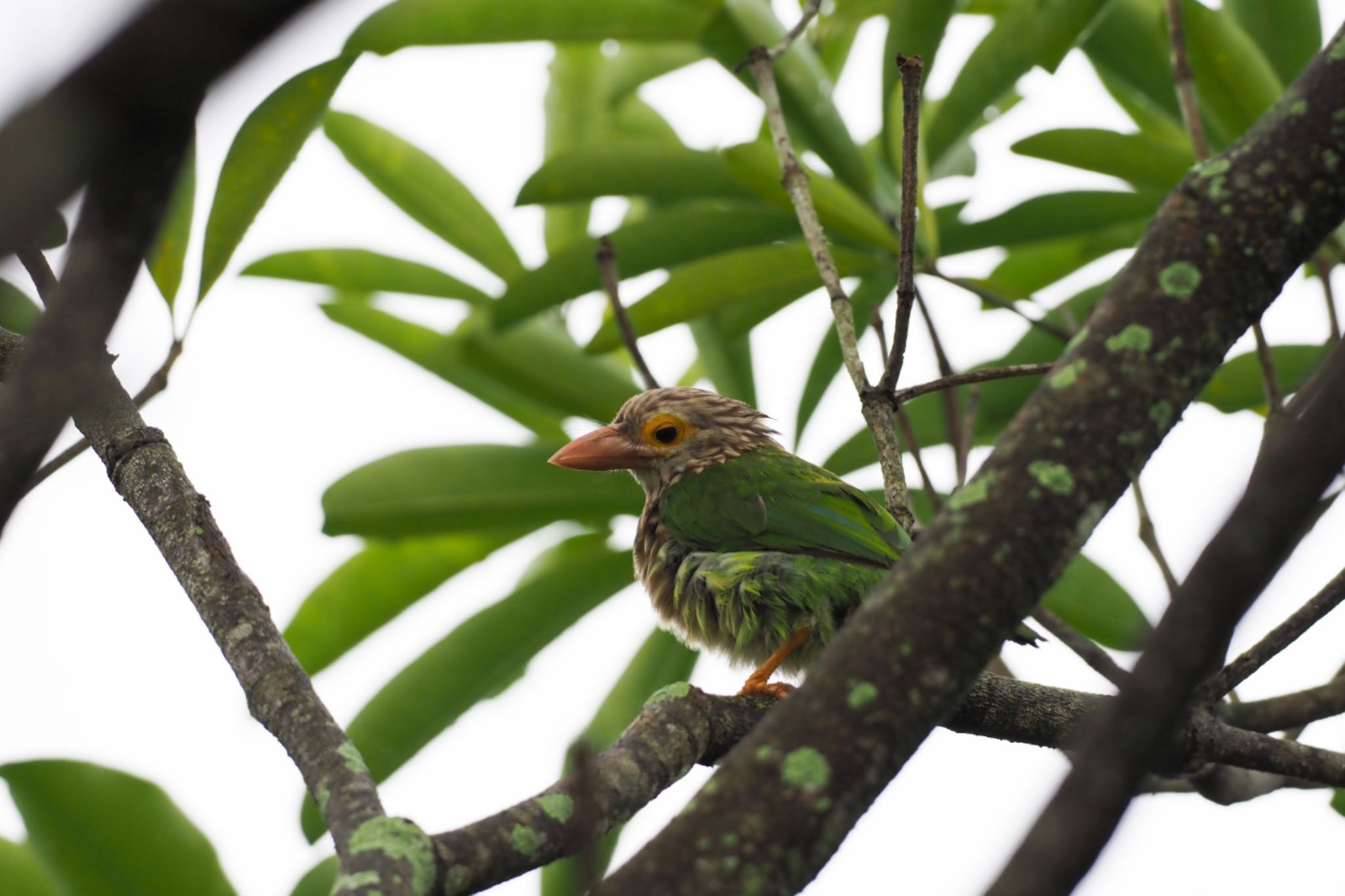 Jurong Eco-Garden シロボシオオゴシキドリの写真 by T K