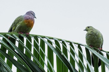 Pink-necked Green Pigeon Gardens by the Bay (Singapore) Sat, 9/26/2020