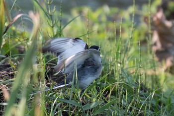 White Wagtail 神奈川県 綾瀬市 Sun, 7/3/2016