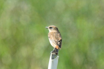 Amur Stonechat 猪名川 Thu, 10/1/2020