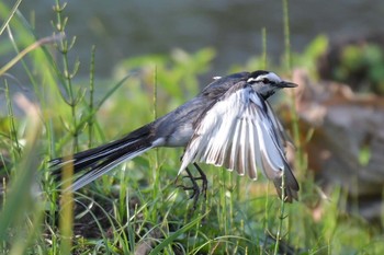 White Wagtail 神奈川県 綾瀬市 Sun, 7/3/2016