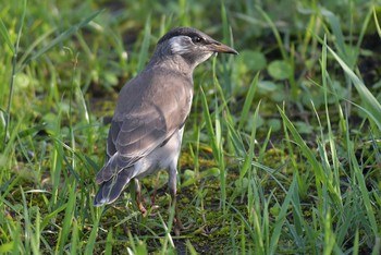 White-cheeked Starling Unknown Spots Sun, 7/3/2016