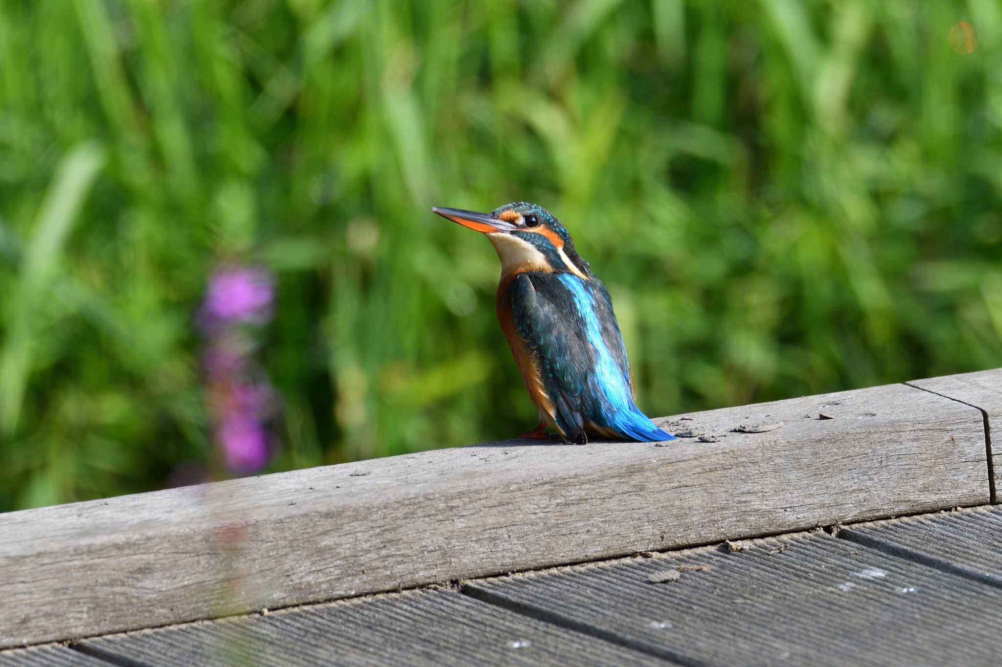 小雀公園 カワセミの写真 by Tosh@Bird