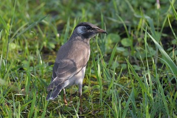 White-cheeked Starling 神奈川県 綾瀬市 Sun, 7/3/2016