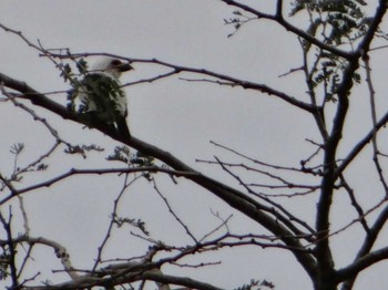 Chaplin's Barbet