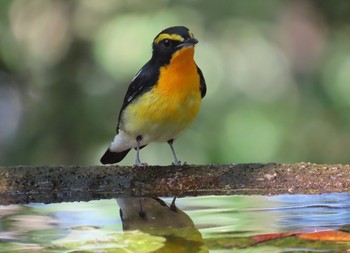 Narcissus Flycatcher 権現山(弘法山公園) Tue, 9/22/2020