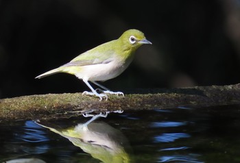 Warbling White-eye 権現山(弘法山公園) Tue, 9/22/2020