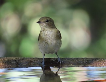 Narcissus Flycatcher 権現山(弘法山公園) Tue, 9/22/2020