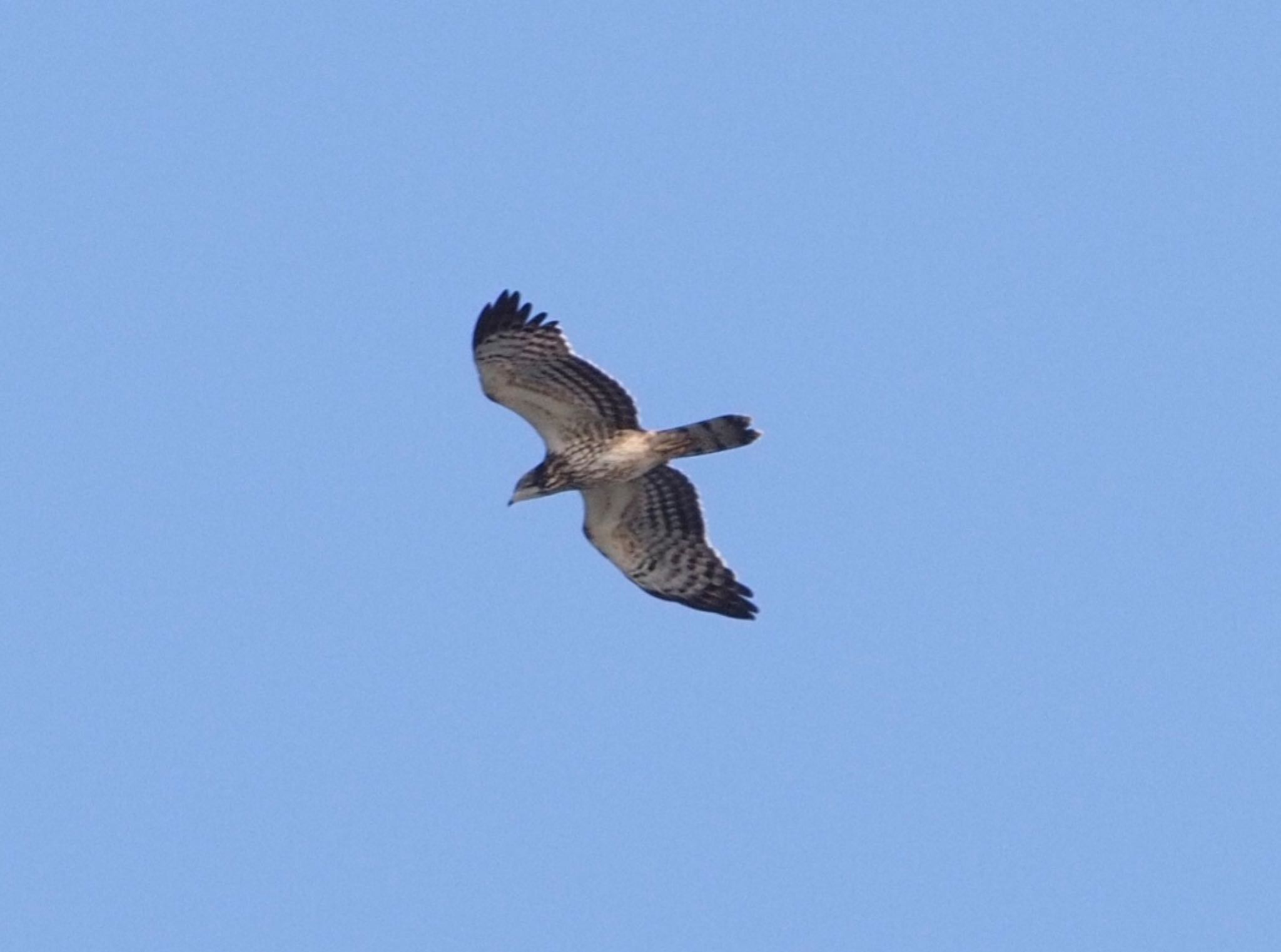 Crested Honey Buzzard