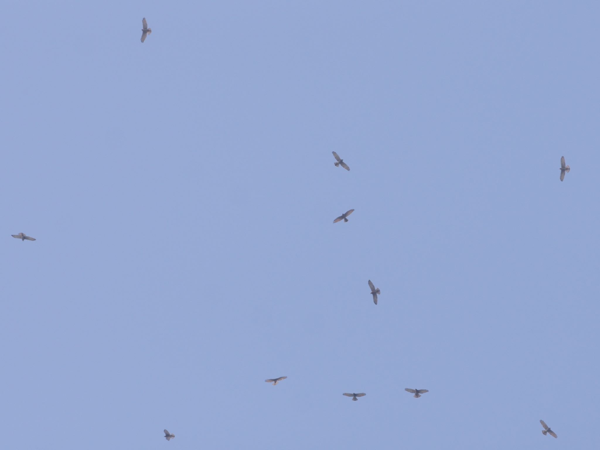 Grey-faced Buzzard