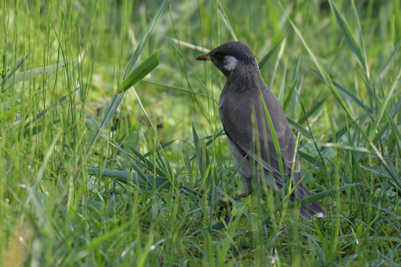 Photo of White-cheeked Starling at 神奈川県 綾瀬市 by komezou