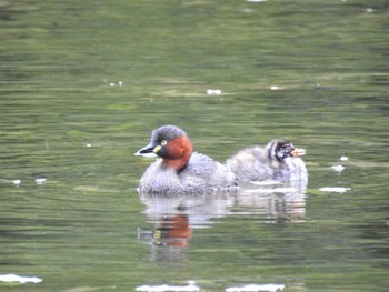 Little Grebe Shiretoko Goko Lakes Mon, 9/28/2020