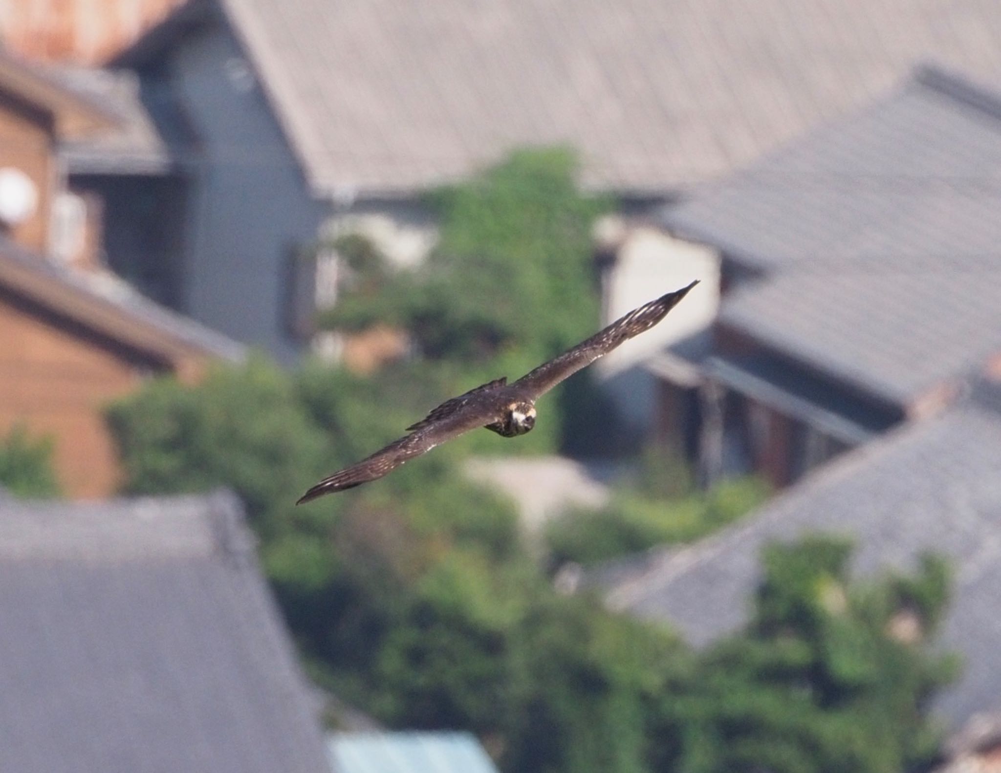 伊良湖ビューホテル サシバの写真 by ふなきち