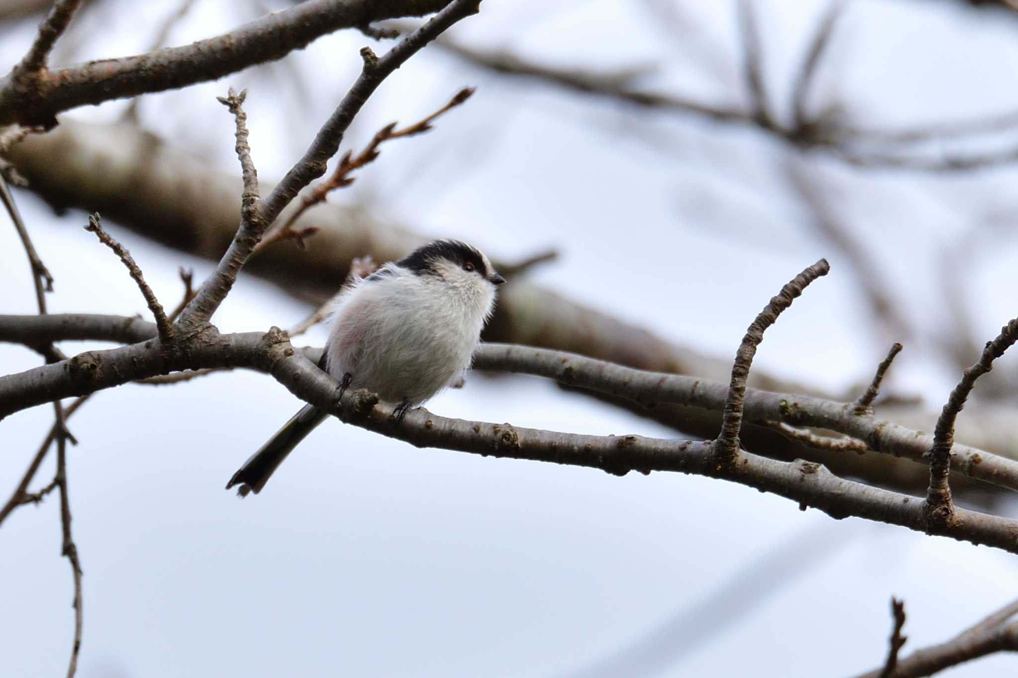 神奈川県立相模原公園 エナガの写真 by Tosh@Bird