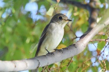 Asian Brown Flycatcher 堺浜 Fri, 10/2/2020