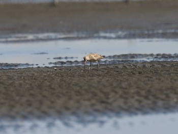 オオソリハシシギ ふなばし三番瀬海浜公園 2020年10月2日(金)