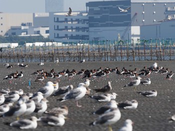 2020年10月2日(金) ふなばし三番瀬海浜公園の野鳥観察記録