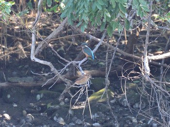 モズ 東京港野鳥公園 2020年10月2日(金)