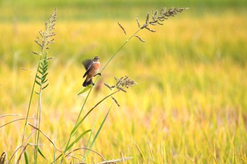 Amur Stonechat Unknown Spots Fri, 10/2/2020