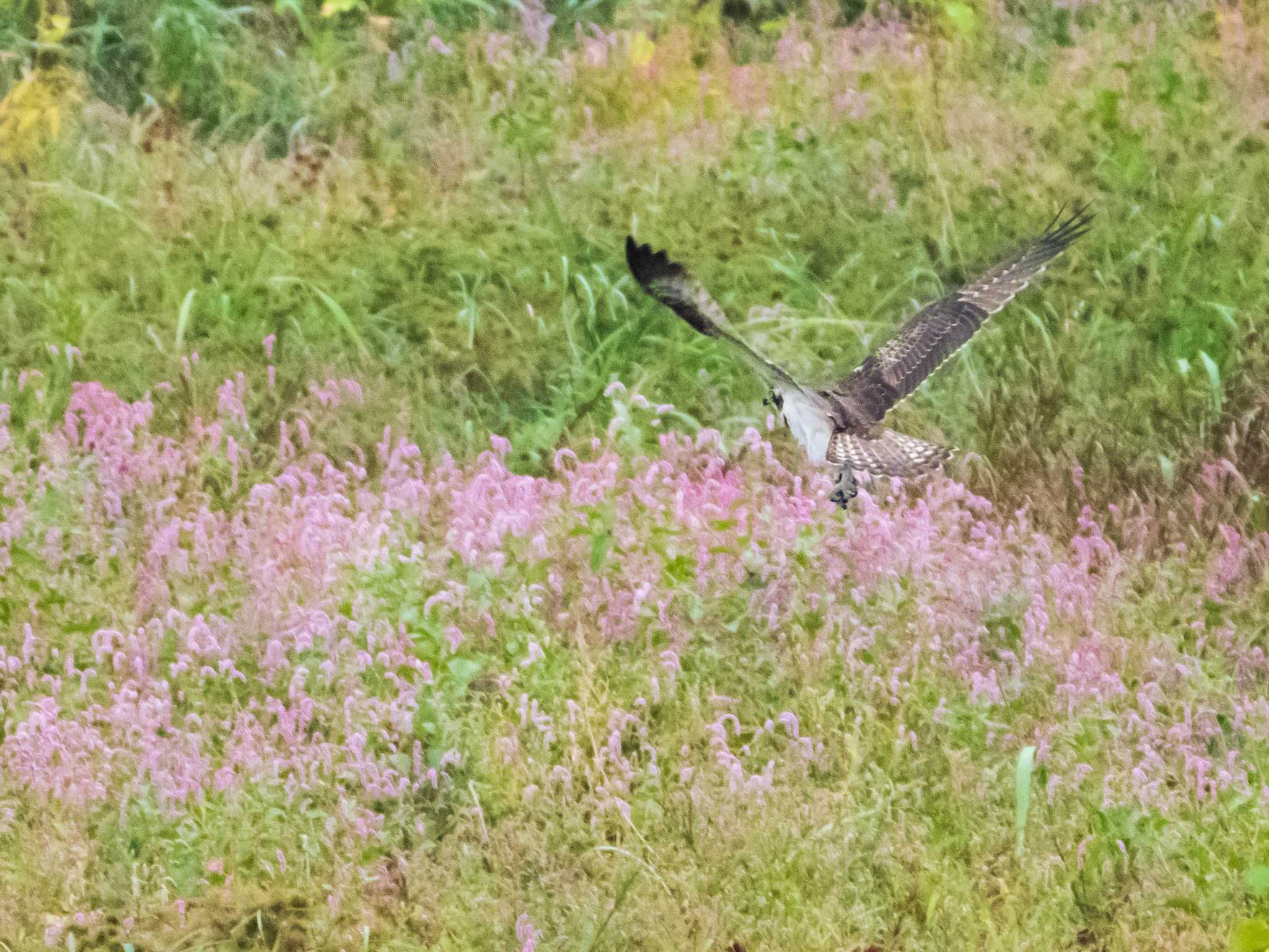 何かをつかんで何かの花の上を飛んで行くミサゴ