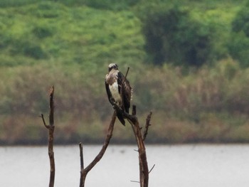 2020年9月26日(土) 芝川第一調節池(芝川貯水池)の野鳥観察記録