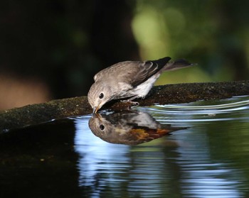 エゾビタキ 権現山(弘法山公園) 2020年9月30日(水)