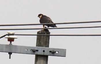 Eurasian Hobby 十勝エコロジーパーク Thu, 10/1/2020