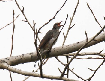 2020年10月1日(木) 十勝エコロジーパークの野鳥観察記録