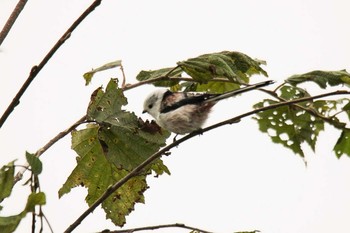 Long-tailed tit(japonicus) 十勝エコロジーパーク Thu, 10/1/2020