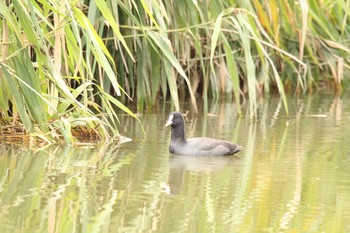 Eurasian Coot 十勝エコロジーパーク Thu, 10/1/2020