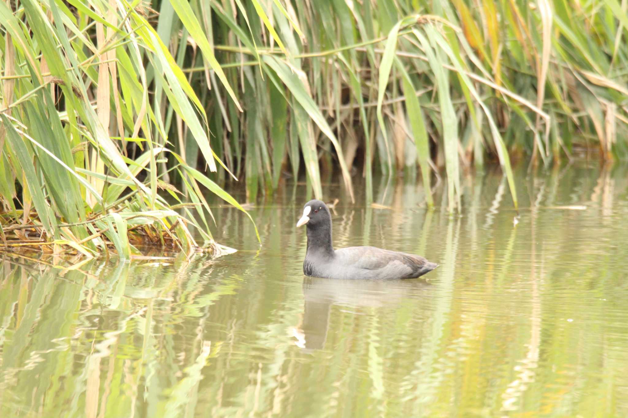 Photo of Eurasian Coot at 十勝エコロジーパーク by ノビタキ王国の住民 