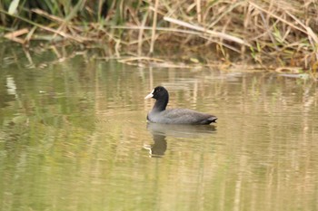 Eurasian Coot 十勝エコロジーパーク Thu, 10/1/2020