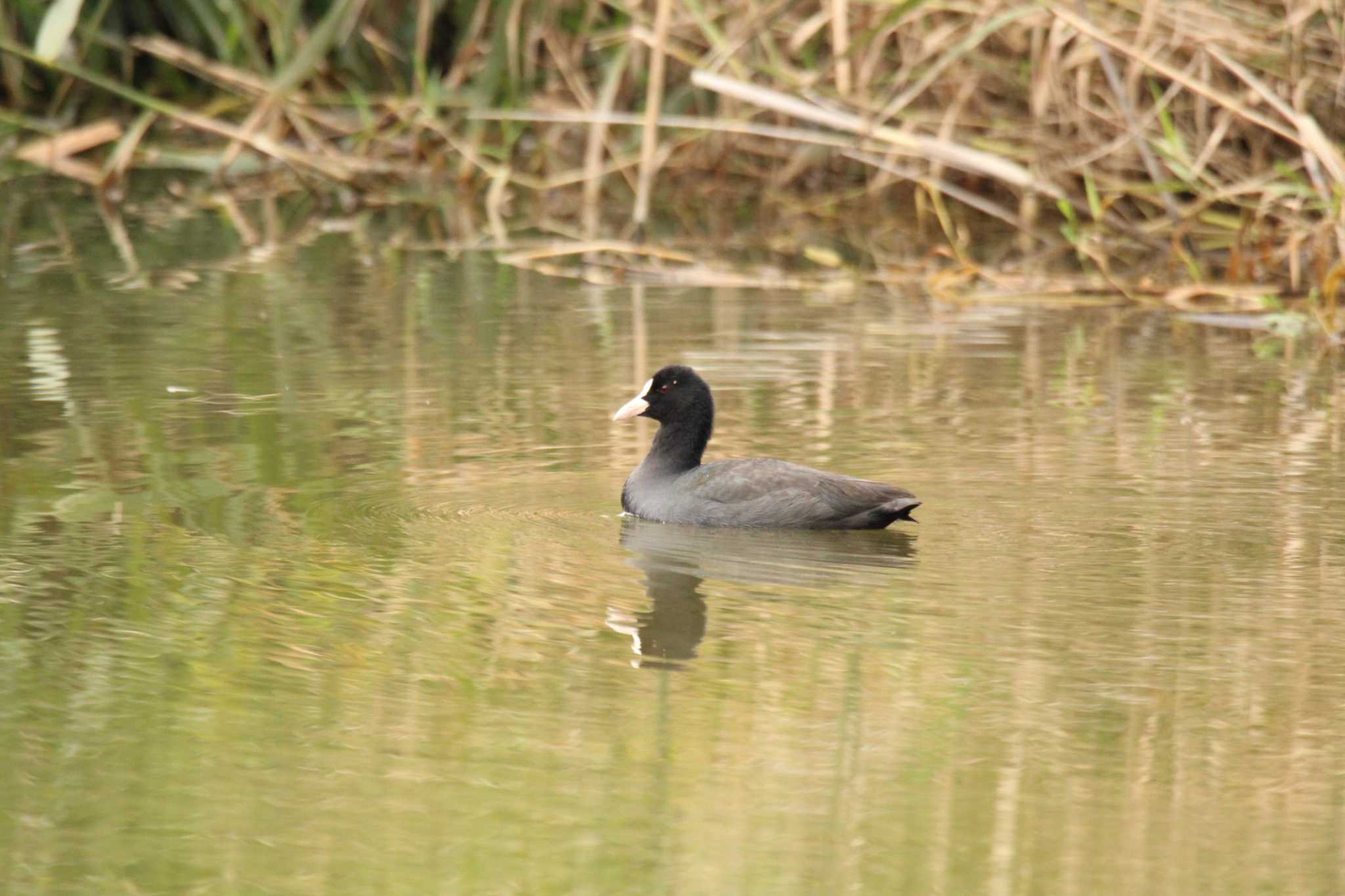 Photo of Eurasian Coot at 十勝エコロジーパーク by ノビタキ王国の住民 