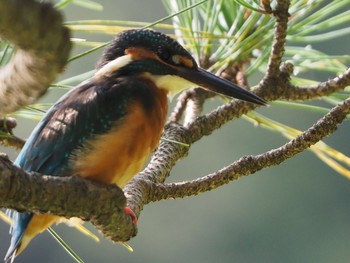 Common Kingfisher 善福寺公園 Sat, 10/3/2020