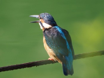 カワセミ 善福寺公園 2020年10月3日(土)