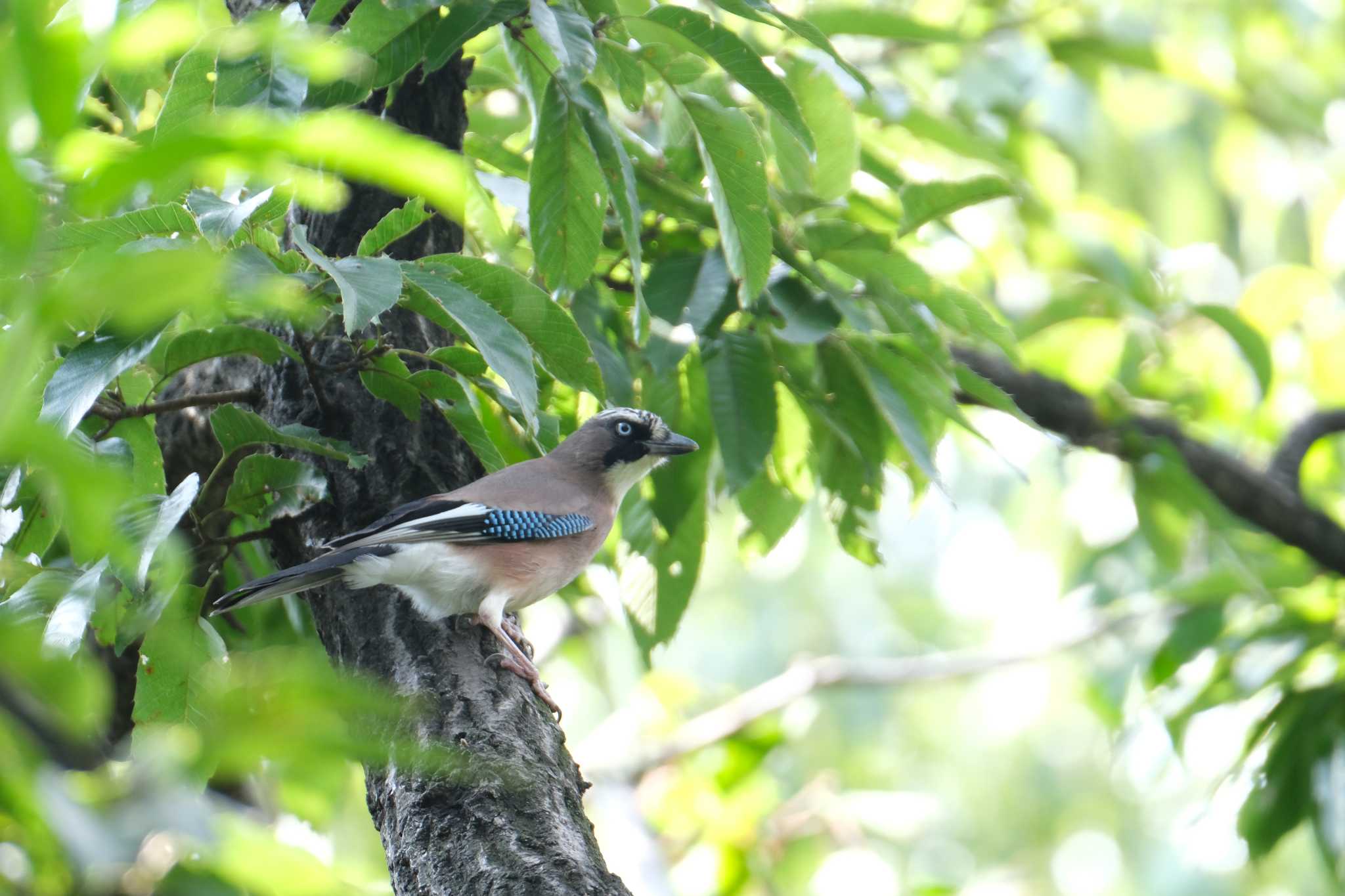 Eurasian Jay