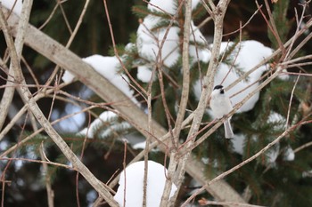 Marsh Tit Asahiyama Memorial Park Wed, 2/12/2020